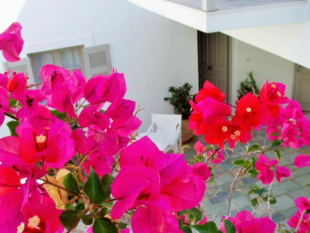 Aparthotel Despina'S Mare à Náoussa Extérieur photo